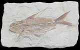 Large Nematonotus Fossil Fish - Lebanon #36945-1